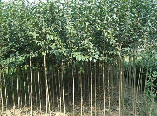 大葉女貞樹(shù)什么時(shí)候種植成活率更高？